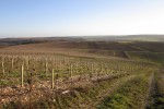 perchaud vineyards 06