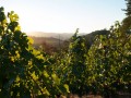 In the vines at Trevas Vineyard