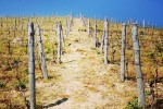 marco capra vineyard03