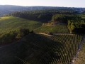 Taboadella vineyards aerial view