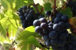 domaine manoir du carra grapes