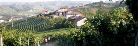 gagliasso vineyards02