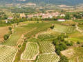 aiurri vineyards