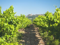 cellier d eguilles vineyard with village in background