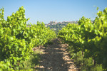 cellier d eguilles vineyard with village in background