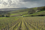 domaine royet hautes cotes de beaune vineyards