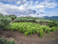 tenute mannino vineyards volcano