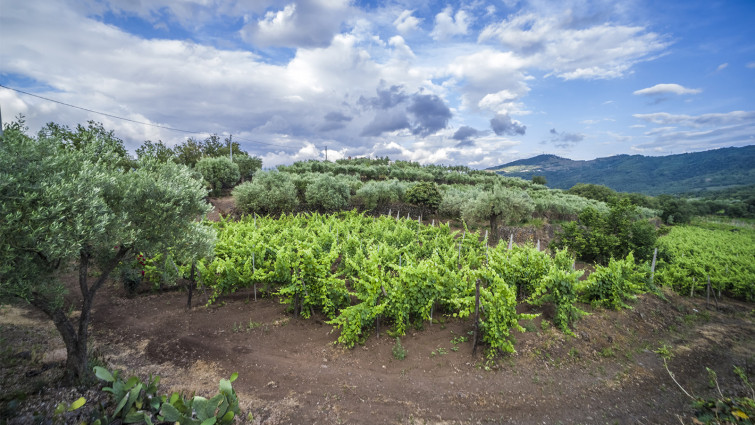 tenute mannino vineyards volcano