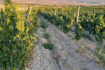 tenute senia vineyards