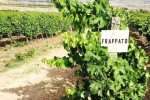 tenute senia vineyards frappato