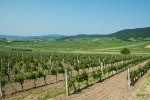 weingut hartl vineyards