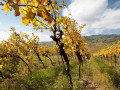 weingut hartl vineyards