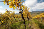 weingut hartl vineyards